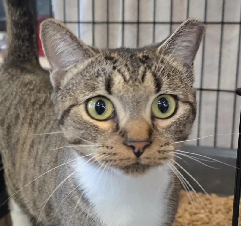 A young small-sized female Domestic Short Hair cat named Reyna for adoption in Southbury, CT