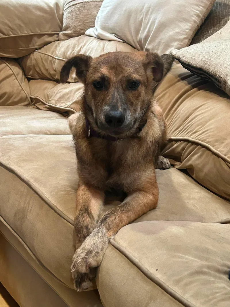 A baby medium-sized female Brindle Shepherd dog named Angie for adoption in Billerica, MA