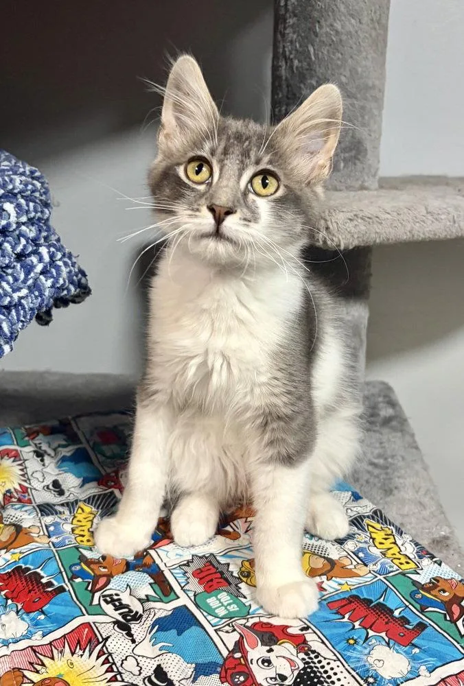 A baby small-sized male Domestic Medium Hair cat named Orion for adoption in O'Fallon, MO