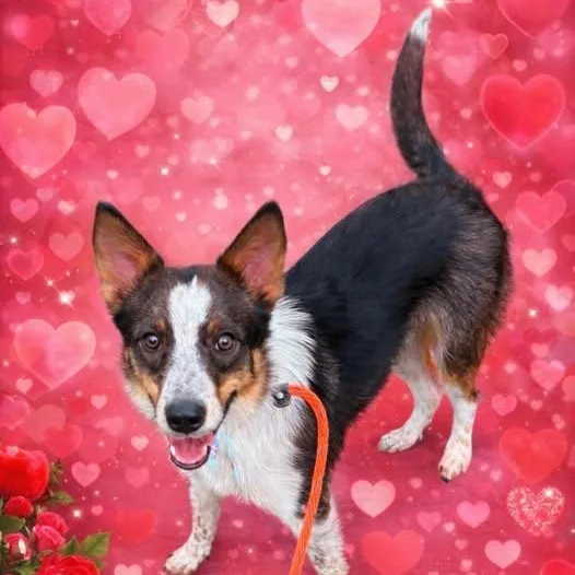 A young medium-sized male Tricolor (Brown, Black, & White) Australian Shepherd dog named Talty for adoption in Kaufman, TX
