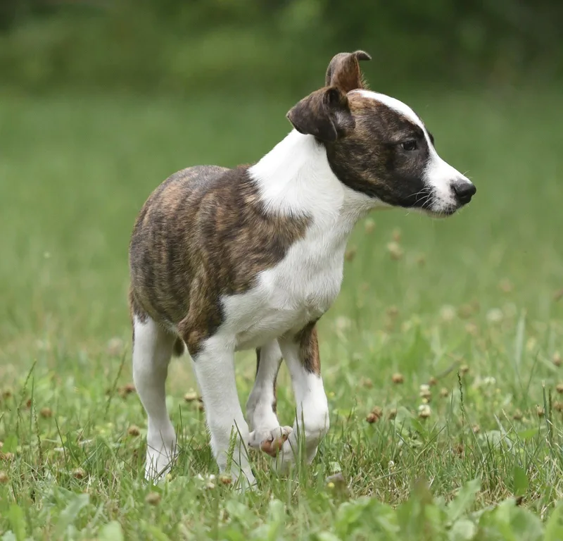 A baby medium-sized female Plott Hound dog named Polly for adoption in Mechanicsburg, PA