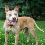 An adult medium-sized male Apricot / Beige Pit Bull Terrier dog named Bruce for adoption in Hilliard, OH