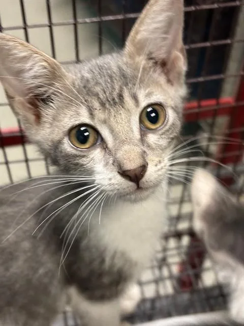 A baby small-sized female Domestic Short Hair cat named Emily for adoption in Miami, FL