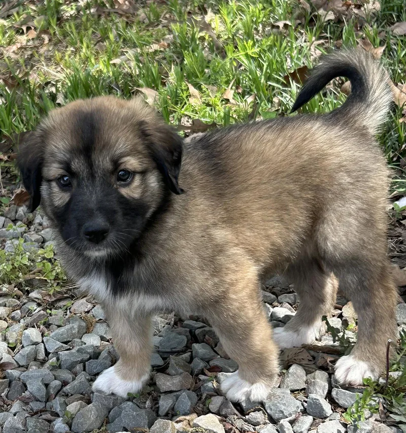 Gatsby Lonestar thumbnail 2