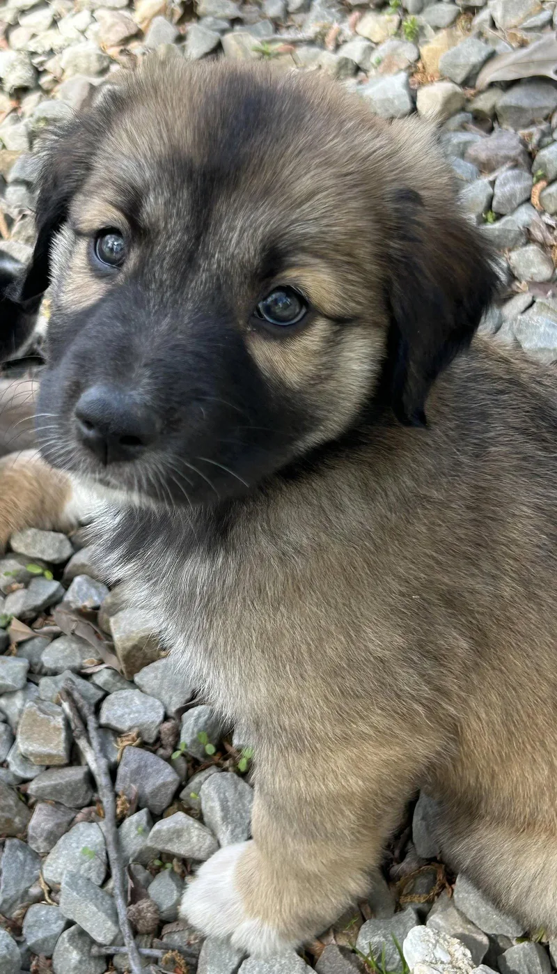 Gatsby Lonestar thumbnail 3