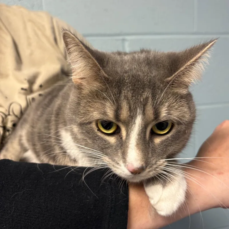 An adult large-sized female Domestic Short Hair cat named Nora for adoption in DeKalb, IL