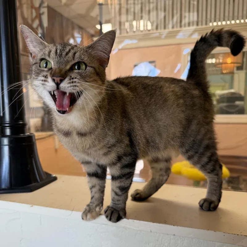 Ella Belle thumbnail 2