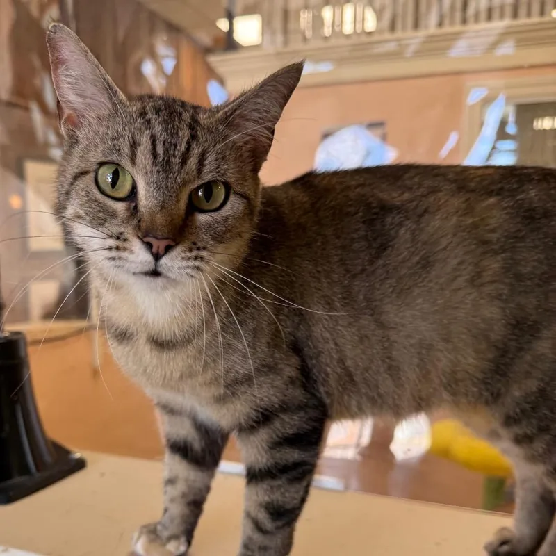 Ella Belle thumbnail 3