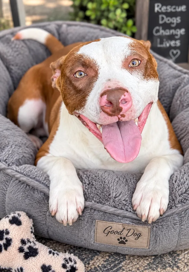 A young medium-sized male White / Cream Basenji dog named King for adoption in Hortense, GA