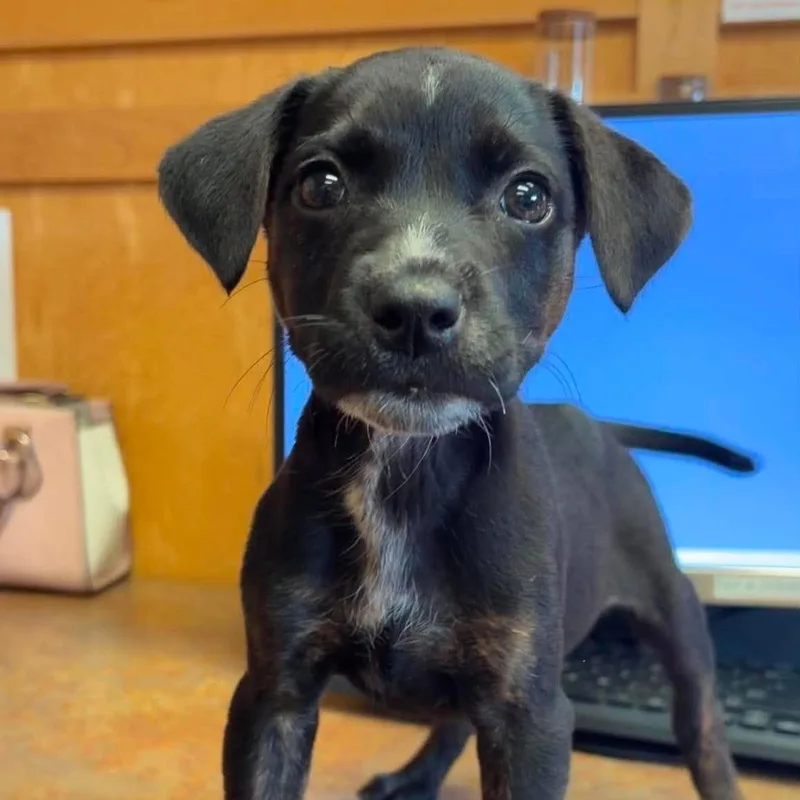 A baby medium-sized female Mixed Breed dog named Alien for adoption in Valparaiso, IN