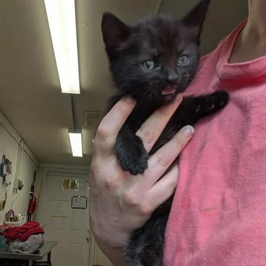 A baby small-sized female Black Domestic Short Hair cat named Havarti for adoption in Greenville, PA