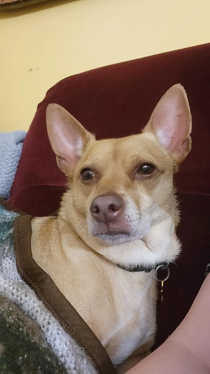 An adult small-sized male Yellow / Tan / Blond / Fawn Chihuahua dog named Ollie for adoption in Whitestown, IN