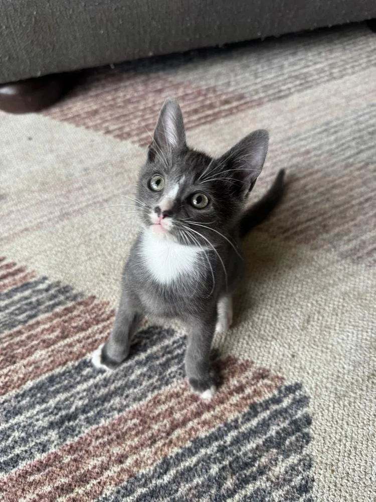 A baby small-sized male Gray & White Domestic Short Hair cat named Malachite for adoption in Evansville, IN