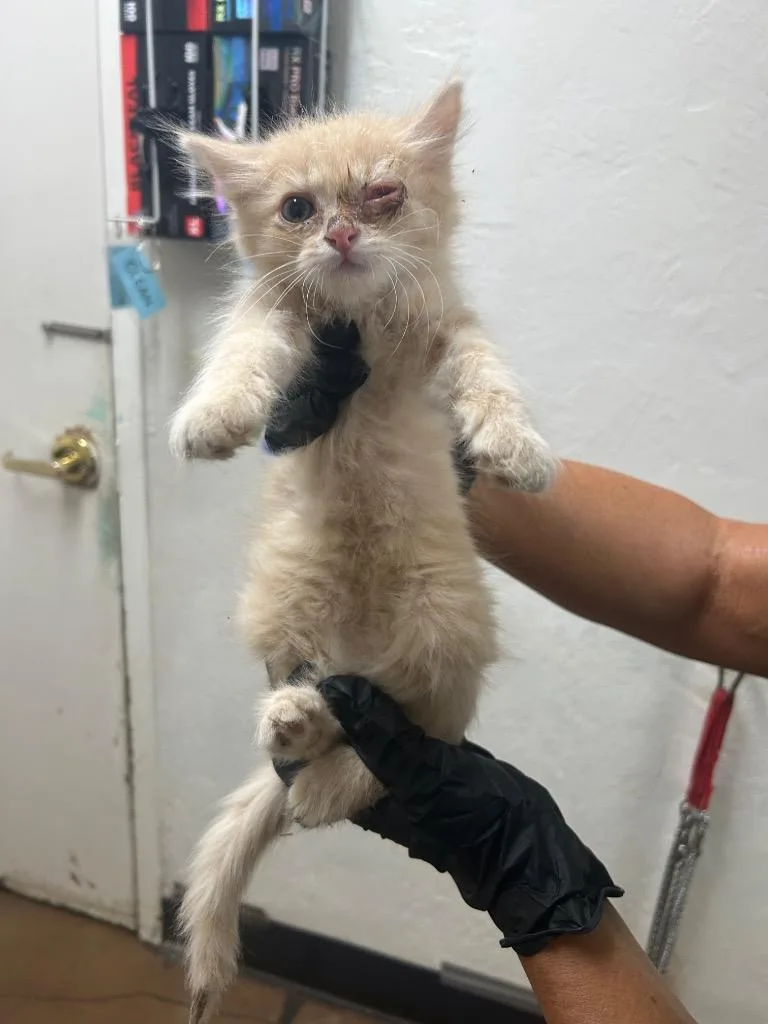 A baby small-sized male Domestic Medium Hair cat named Bubbles for adoption in Chico, CA
