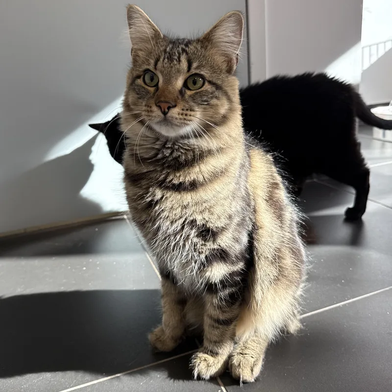 A baby medium-sized male Tabby (Brown / Chocolate) Domestic Short Hair cat named Biscayne for adoption in North Haven, CT