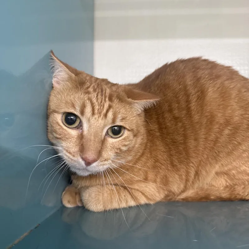 An adult large-sized male Orange / Red Domestic Short Hair cat named Fergus for adoption in Lauderhill, FL