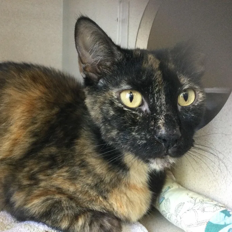 A young medium-sized female Tortoiseshell Domestic Short Hair cat named Margot for adoption in Redwood City, CA
