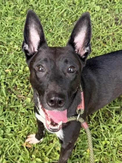 Mia