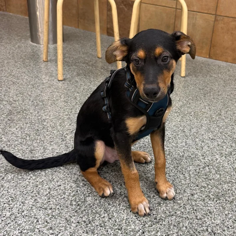 A baby medium-sized male Shepherd dog named Buddy for adoption in Las Vegas, NV