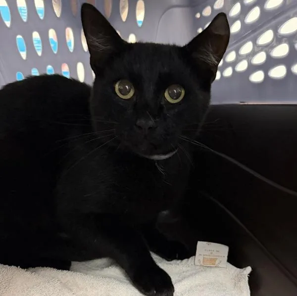 An adult medium-sized male Domestic Short Hair cat named Luxardo for adoption in San Diego, CA