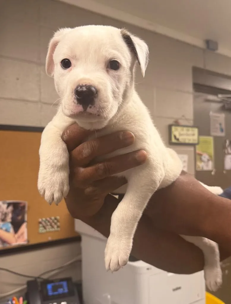 A baby small-sized male American Bulldog dog named Bonsai for adoption in Hopkinsville, KY