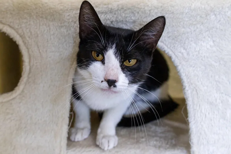 A young medium-sized female Domestic Short Hair cat named Toshi for adoption in Greenville, DE