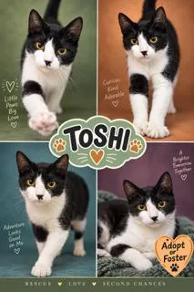 Toshi thumbnail 3