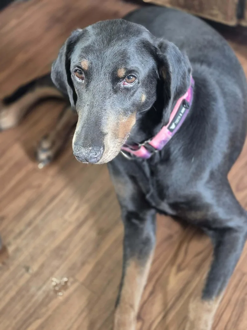 An adult large-sized female Gray / Blue / Silver Doberman Pinscher dog named Jolene Aka Josie for adoption in Byron, IL