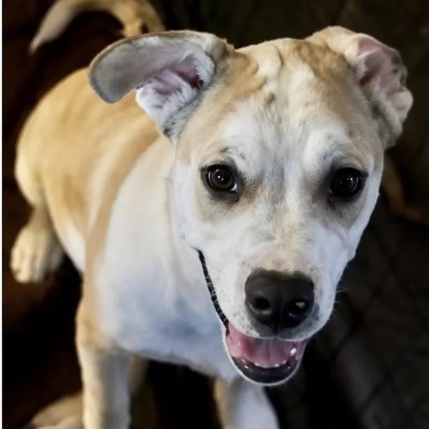 A baby medium-sized male Mixed Breed dog named Finn for adoption in Hillsborough, NJ