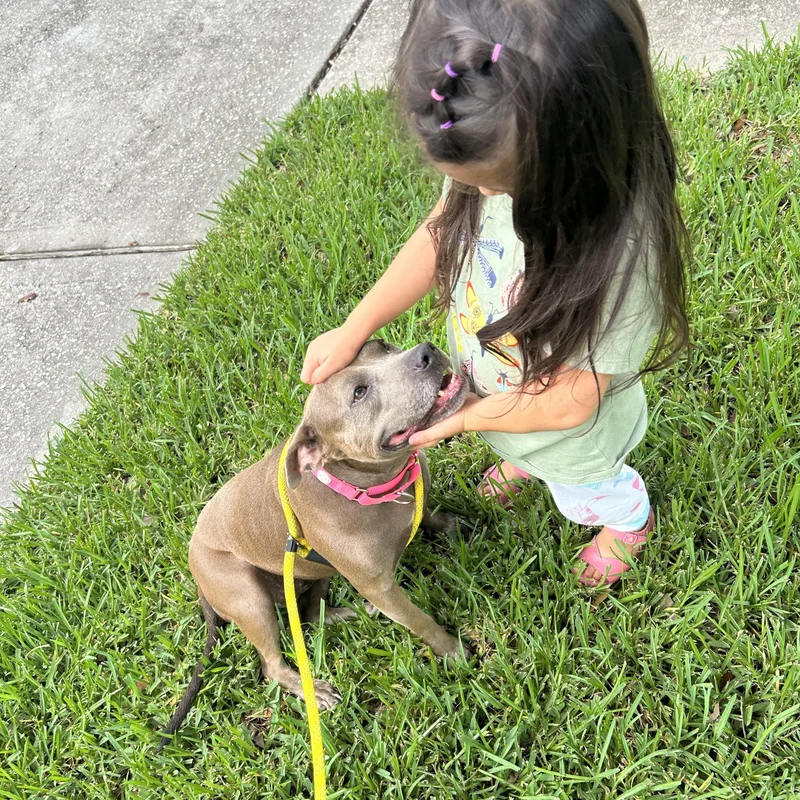 A young medium-sized female Gray / Blue / Silver American Staffordshire Terrier dog named Princess for adoption in South Houston, TX