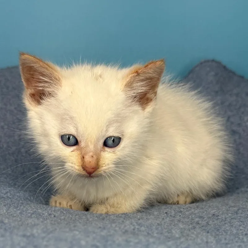 A baby small-sized male Flame Point Domestic Short Hair cat named Peter for adoption in San Antonio, TX