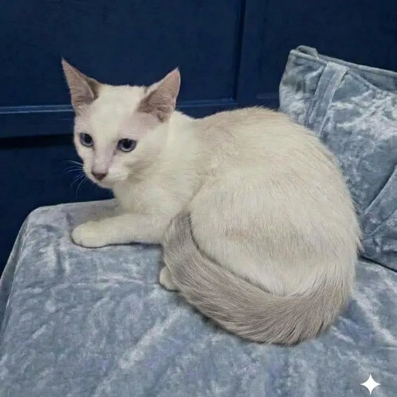 A baby medium-sized female Siamese cat named Sky Storm for adoption in SCOTTSDALE, AZ