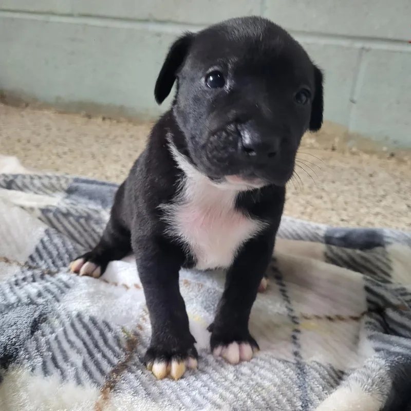 A baby medium-sized female Apricot / Beige Mixed Breed dog named Lilly for adoption in LOXAHATCHEE, FL