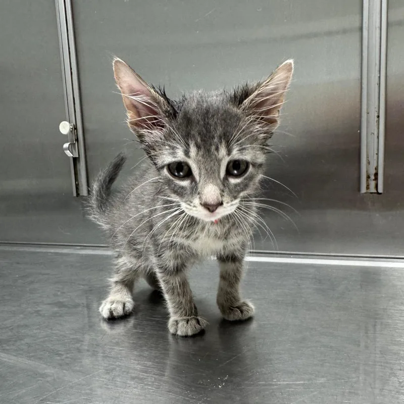 A baby small-sized male Gray / Blue / Silver Domestic Short Hair cat named Cupcake for adoption in Normal, IL