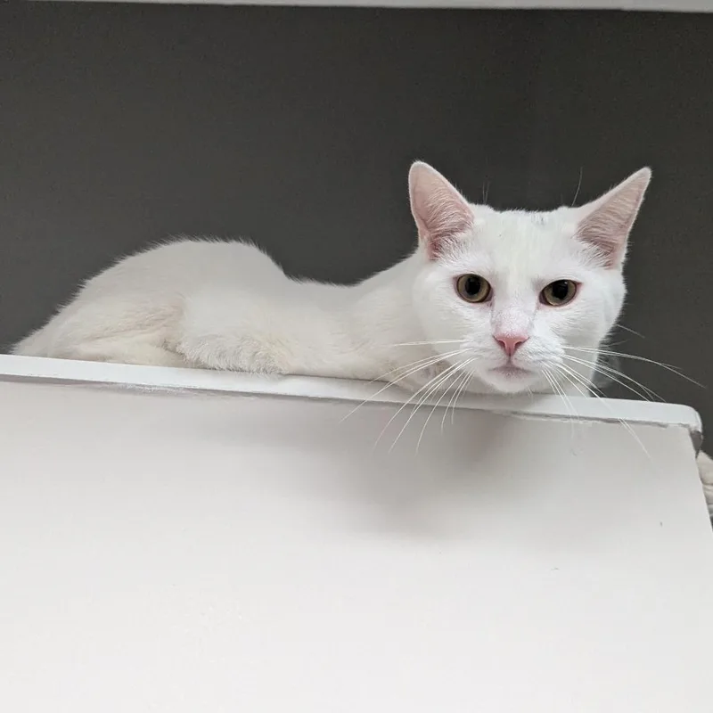 A young small-sized male White Domestic Short Hair cat named Benny for adoption in PITTSBURGH, PA