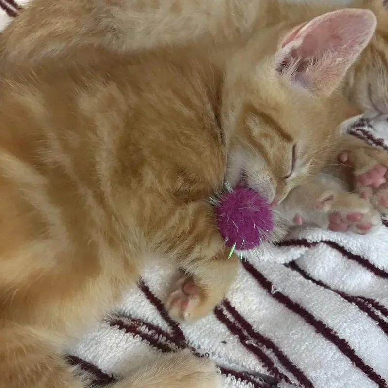 A baby medium-sized male Orange / Red Domestic Short Hair cat named Webster for adoption in Cleveland Heights, OH