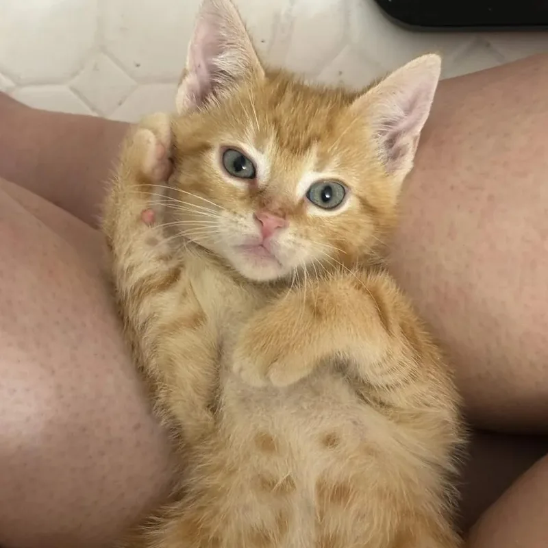 Webster thumbnail 2