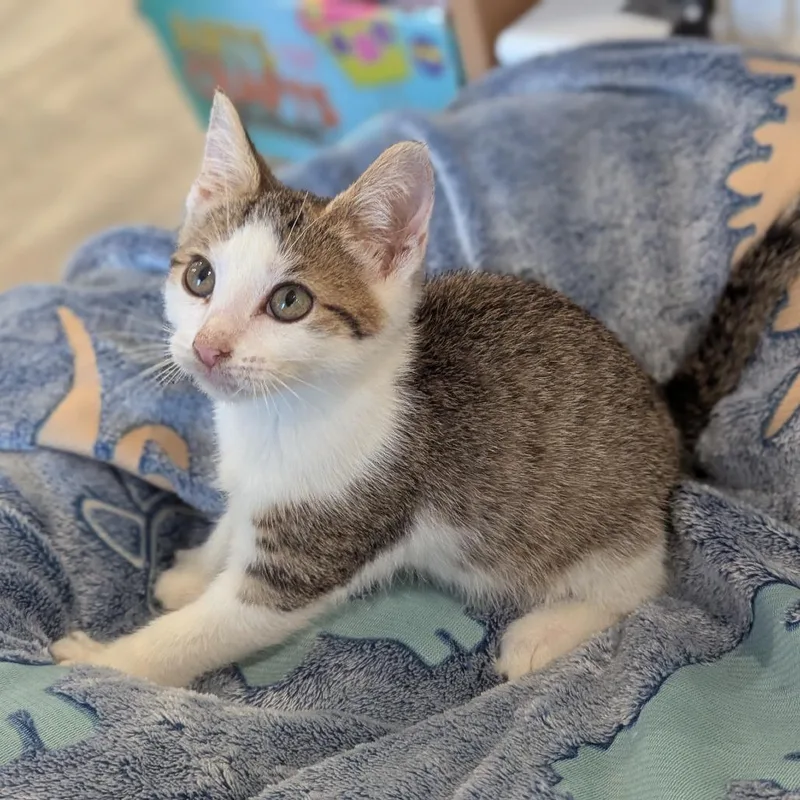 A baby small-sized male Domestic Short Hair cat named Paddy for adoption in La Grange, KY