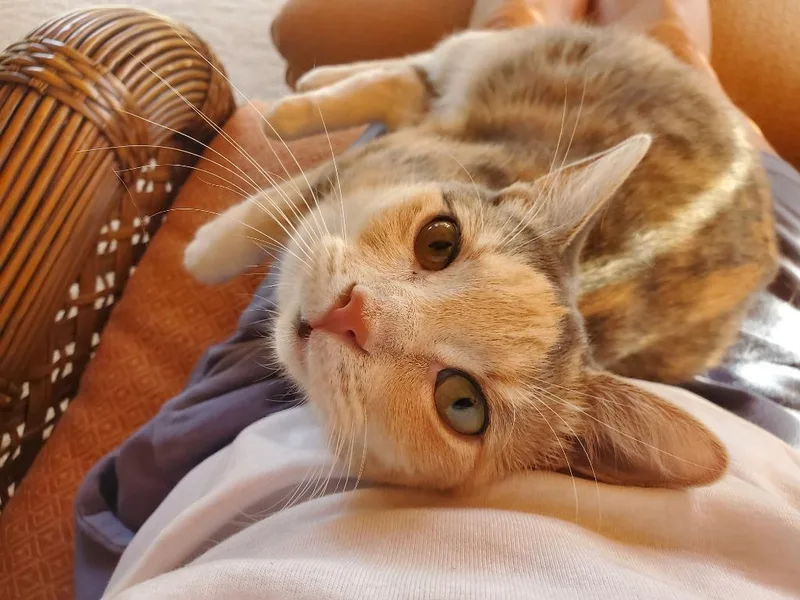 A baby small-sized female Calico cat named Gumdrop Toni for adoption in Minneapolis, MN