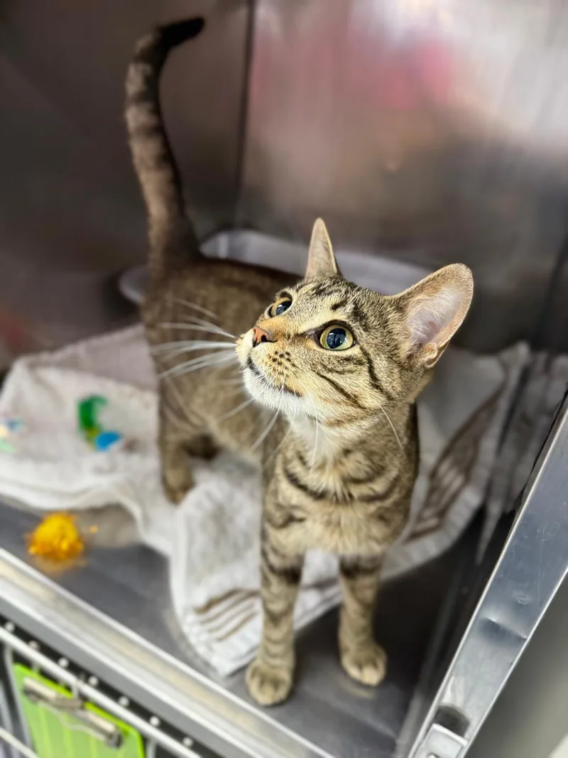 A young medium-sized female Tabby (Gray / Blue / Silver) Domestic Short Hair cat named Paige for adoption in Mount Vernon, OH