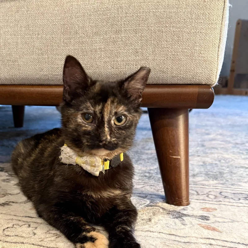 A baby small-sized female Tortoiseshell Domestic Short Hair cat named Europa for adoption in Fort Oglethorpe, GA
