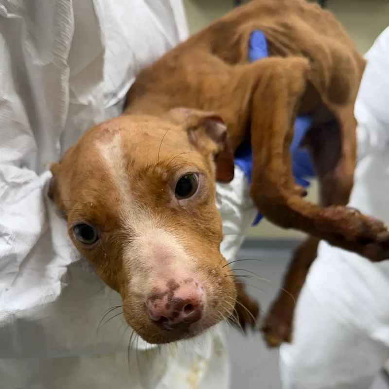 A young small-sized female Yellow / Tan / Blond / Fawn Mixed Breed dog named EnforcementHoldCalvinDrive_ for adoption in Columbus, GA