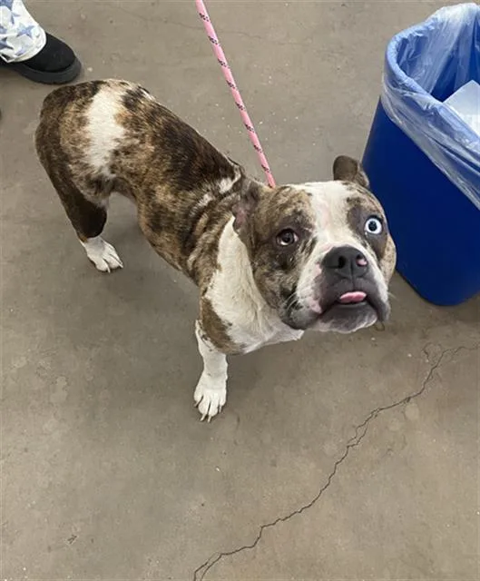 A young medium-sized female Mixed Breed dog named Mamas for adoption in Dallas, TX