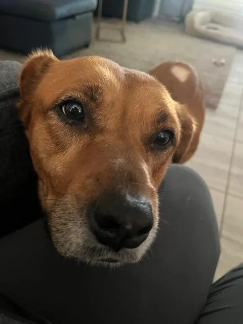 A young medium-sized female Black Mouth Cur dog named Holly for adoption in Willingboro, NJ
