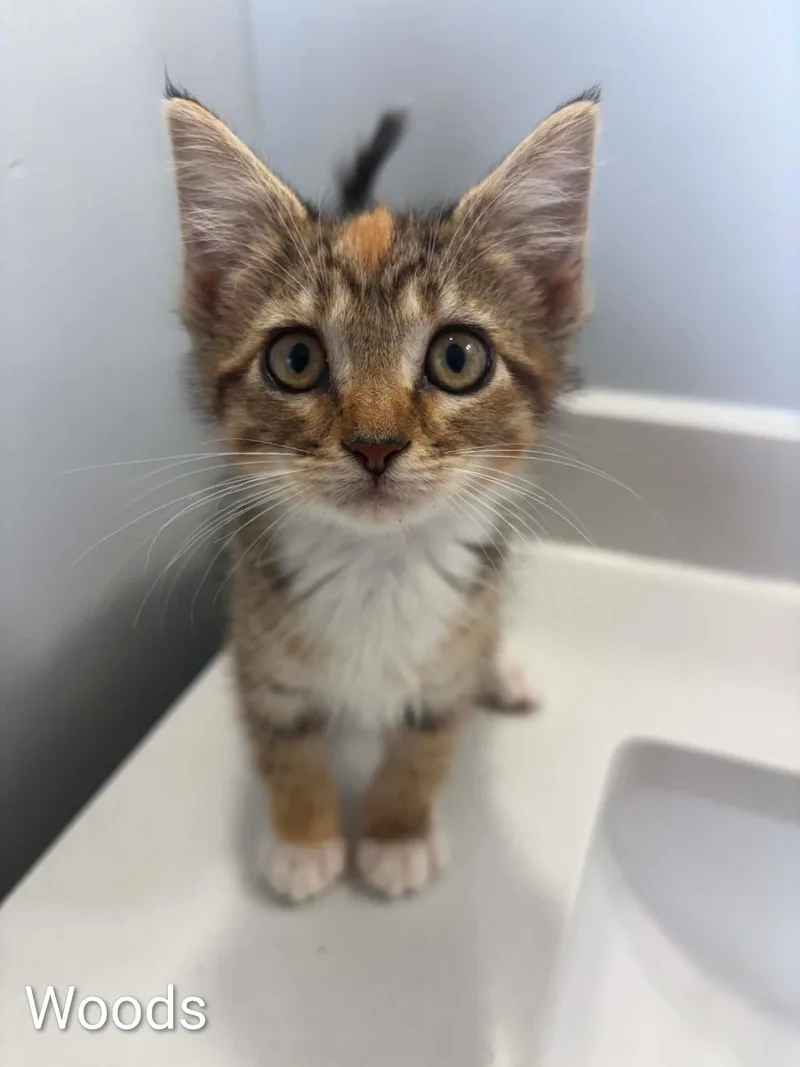 A baby medium-sized female Tabby (Buff / Tan / Fawn) Domestic Medium Hair cat named Woods for adoption in Columbia, MO