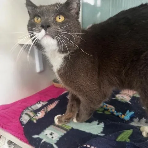 An adult medium-sized male Gray & White Domestic Short Hair cat named Ranch for adoption in Hutchinson, MN