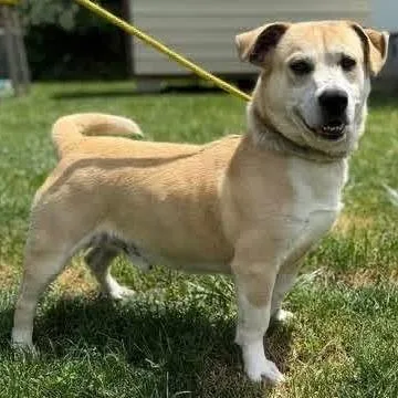 An adult medium-sized male Yellow / Tan / Blond / Fawn Mixed Breed dog named Ranger for adoption in Alexandria, VA