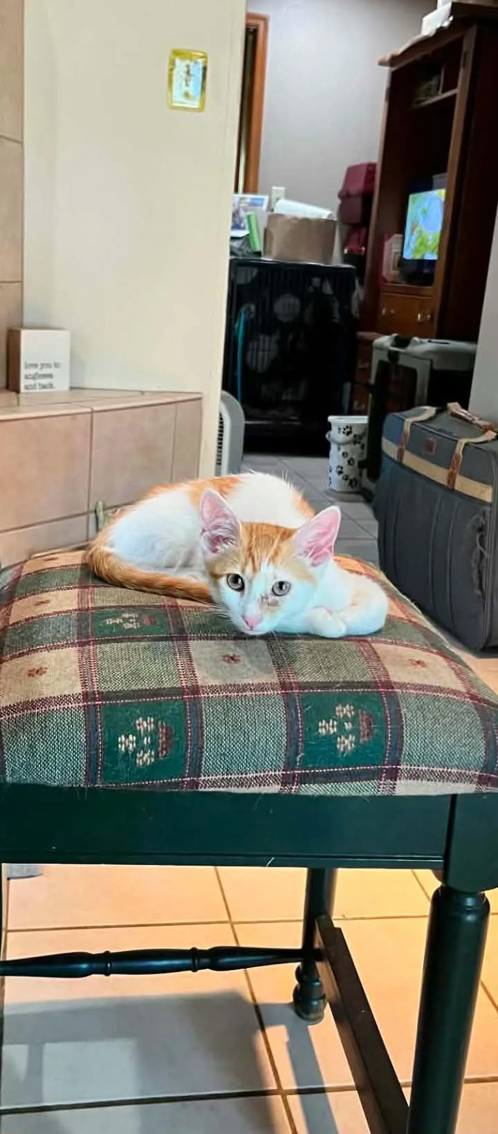A baby medium-sized male Orange & White Domestic Short Hair cat named Franklin for adoption in Springfield, PA