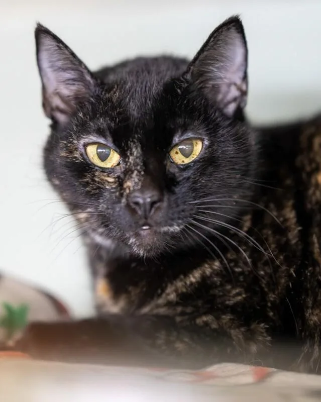 A senior medium-sized female Tortoiseshell Domestic Short Hair cat named Robin for adoption in Arlington, WA