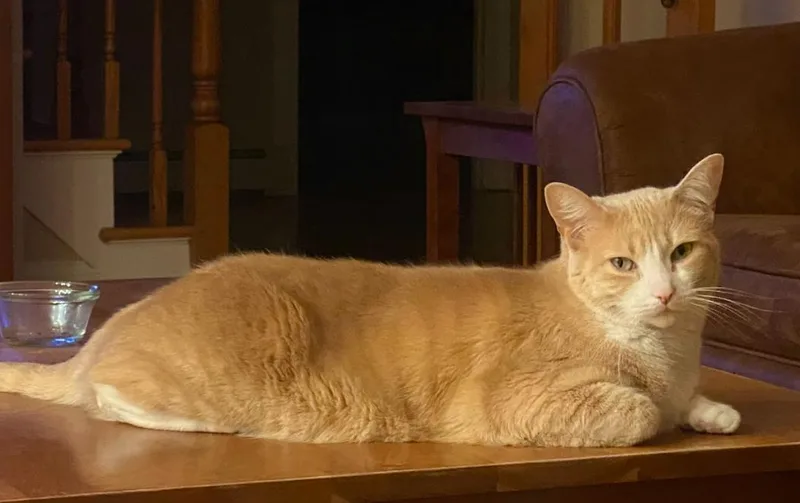 An adult medium-sized female Orange & White Domestic Short Hair cat named Daisy for adoption in Newburgh, NY